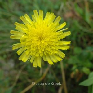 Hieracium pilosella