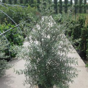 Hippophae rhamnoides 'Pollmix'