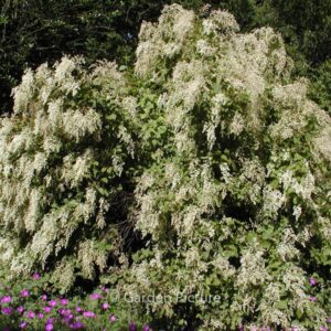 Holodiscus discolor ariifolius