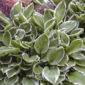 Hosta 'Antioch'