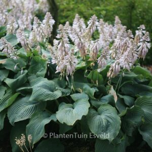 Hosta 'Blue Angel'