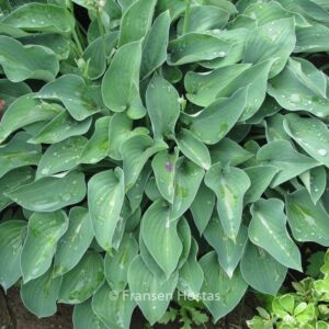 Hosta 'Blue Cadet'
