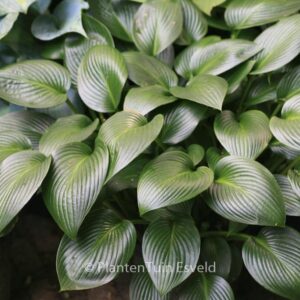 Hosta 'Devon Green'