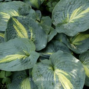 Hosta 'Dream Queen'