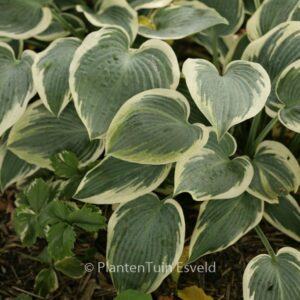 Hosta 'El Nino'