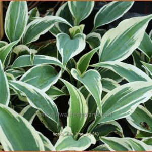 Hosta 'Firn Line'
