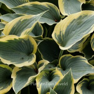 Hosta 'First Frost'