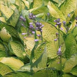 Hosta 'Gold Standard'