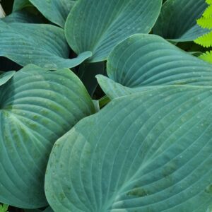 Hosta 'Halcyon'