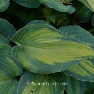 Hosta 'June'