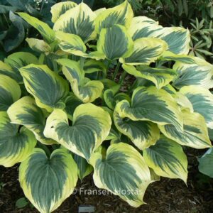 Hosta 'Liberty'