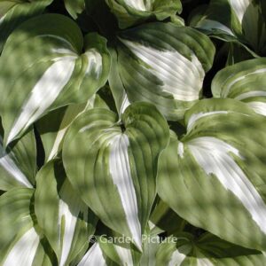 Hosta 'Night before Christmas'
