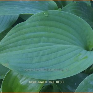 Hosta 'Powder Blue'