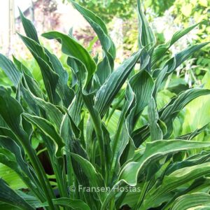 Hosta 'Praying Hands'