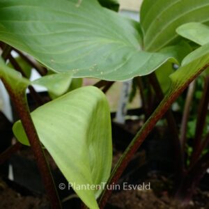 Hosta 'Purple Heart'