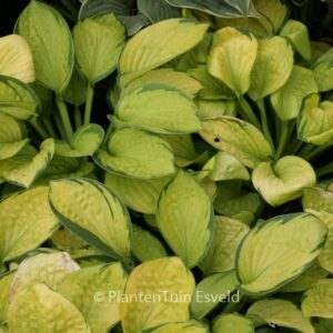 Hosta 'Rainforest Sunrise'