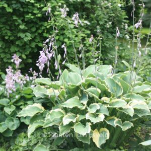Hosta 'Regal Splendor'