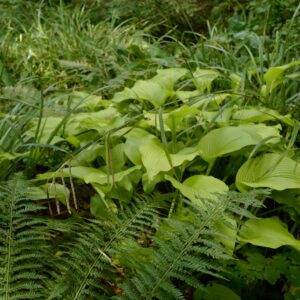 Hosta 'Royal Standard'