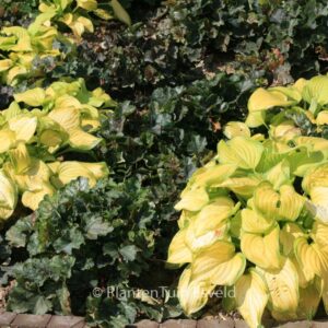 Hosta 'Stained Glass'