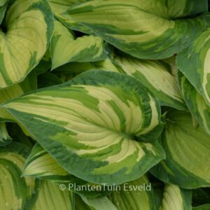 Hosta fortunei 'Albopicta'