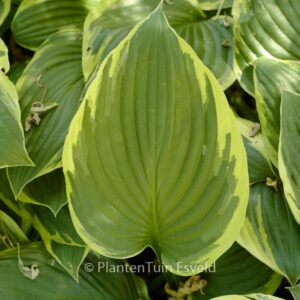 Hosta fortunei 'Aureomarginata'