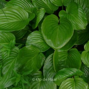 Hosta plantaginea 'Grandiflora'