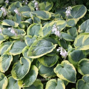 Hosta sieboldiana 'Frances Williams'