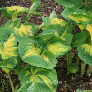 Hosta sieboldiana 'Great Expectations'