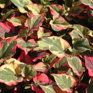 Houttuynia cordata 'Chameleon'