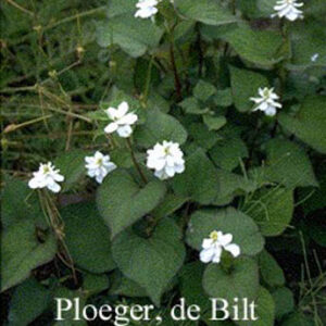 Houttuynia cordata 'Plena'