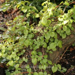 Hydrangea anomala 'Cordifolia'