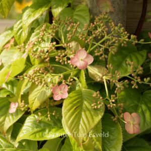 Hydrangea anomala 'Crug Coral'