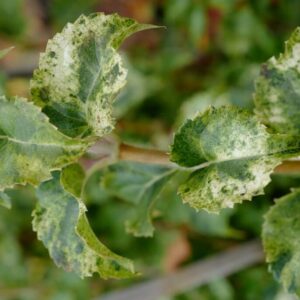 Hydrangea anomala 'Kuga Variegated'