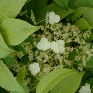 Hydrangea anomala