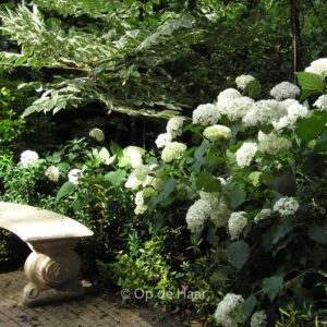 Hydrangea arborescens 'Annabelle'