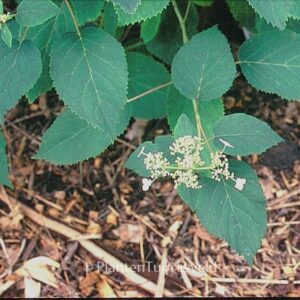 Hydrangea arborescens 'Astrid Lindgren'