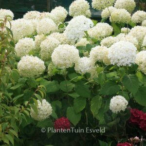 Hydrangea arborescens 'Bounty'