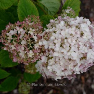 Hydrangea arborescens 'Candybelle' (MARSHMALLOW)