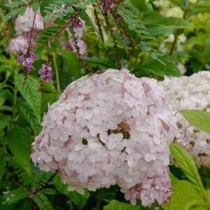 Hydrangea arborescens 'Candybelle Pink Lollipop'