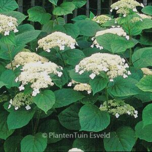Hydrangea arborescens 'Dardom' (WHITE DOME)
