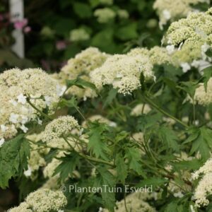 Hydrangea arborescens 'Emerald Lace'