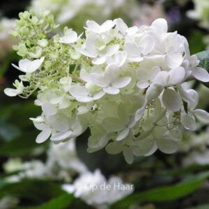 Hydrangea arborescens 'Grandiflora'