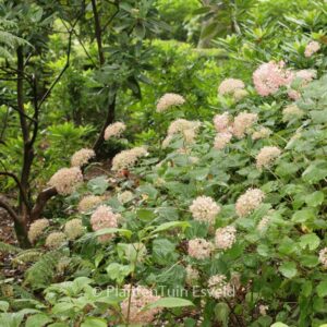 Hydrangea arborescens 'NCHA2' (PINK ANNABELLE)