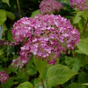 Hydrangea arborescens 'NCHA4' (SWEET ANNABELLE)