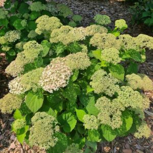 Hydrangea arborescens 'NCHA5' (BellaRagazza Blanchetta)
