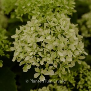 Hydrangea arborescens 'NCHA8' (BellaRegazza Limetta)