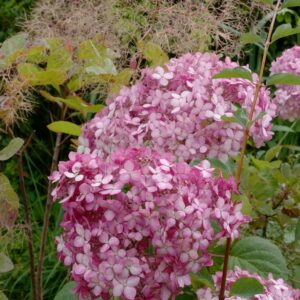 Hydrangea arborescens 'Ncha1' (INVINCIBELLE SPIRIT)