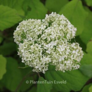 Hydrangea arborescens 'Ryan Gainey'