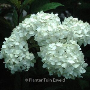 Hydrangea arborescens 'Visitation'