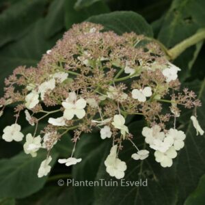 Hydrangea aspera sargentiana